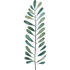 Delicate Botanical Illustration of a Green Leafy Branch with Subtle Watercolor Texture and Transparent Background
