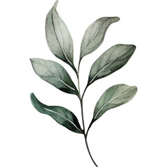Delicate Watercolor Botanical Illustration of a Green Leafy Branch with Subtle Shading Against a Transparent Background Elegant Natural Element