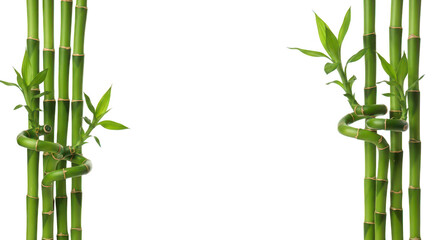 Elegant Lucky Bamboo Stalks Frame On Black Background