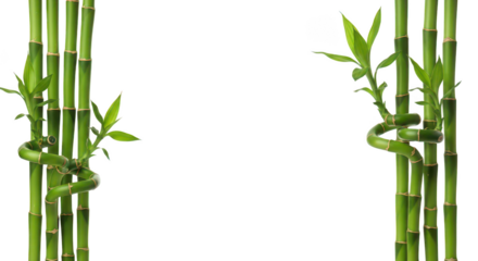 Elegant Lucky Bamboo Stalks Frame On Black Background