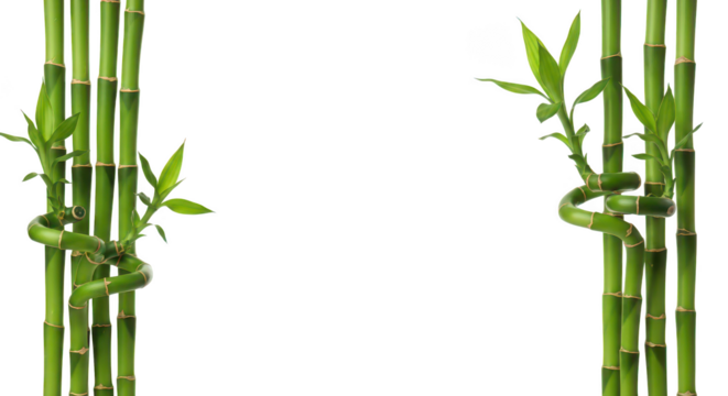 Elegant Lucky Bamboo Stalks Frame On Black Background