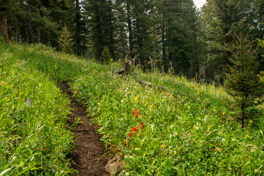 Fototapeta Muddy Trail Snakes Through Field Of Wild Flowers