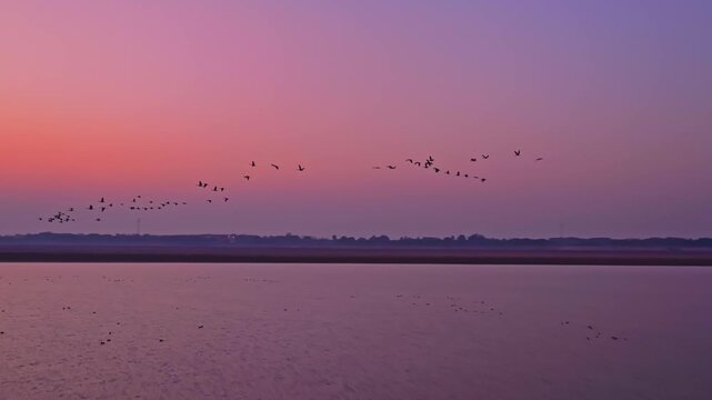 A flock of migratory birds flies in the sky at sunset, in slow motion.