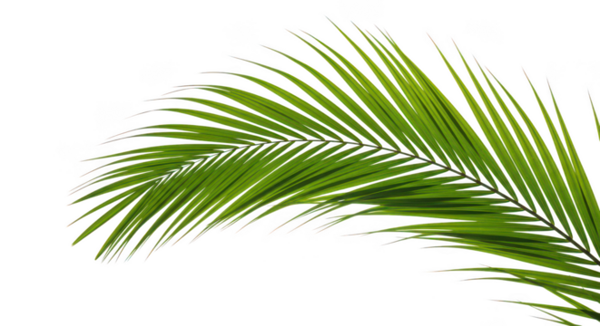 Vibrant Green Palm Frond Isolated On Black Background