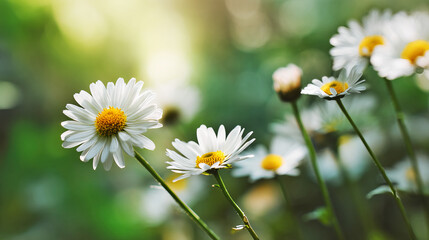 Glowing Blossoms in Sunlight Captured in Macro Photography