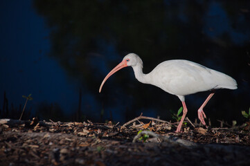 White Ibis Walking Along Shore At Dusk With Long Curved Pink Bill. Long a leaf-strewn shore beside dark, tranquil water. The scene captures wildlife in a coastal, serene dusk setting.
