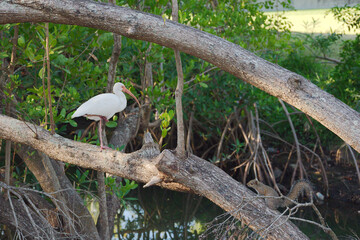 Graceful White Ibis Standing On A Branch facing A Squirrel In A Mangrove Forest In Lush Green Park Setting. Long pink legs and a curved pink bill stands on a weathered branch amid vibrant green foliag
