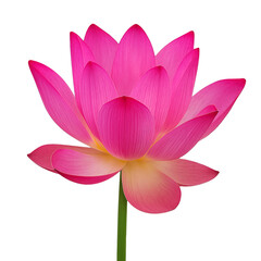 Fototapeta premium Vibrant Pink Lotus Flower Blooming Elegantly in Full Sunlight