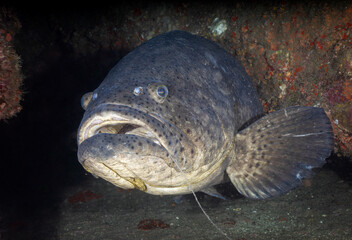 Goliath Grouper