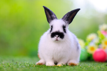 Bunny easter fluffy rabbit eating food, vegetables, carrots, baby corn on green garden nature flowers background on sunny day, Lovely mammal with bright eyes in nature life. Symbol of easter day.