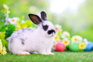 Bunny easter fluffy rabbit eating food, vegetables, carrots, baby corn on green garden nature flowers background on sunny day, Lovely mammal with bright eyes in nature life. Symbol of easter day.