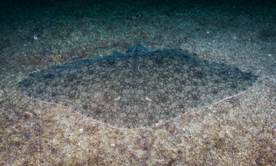 Butterfly ray