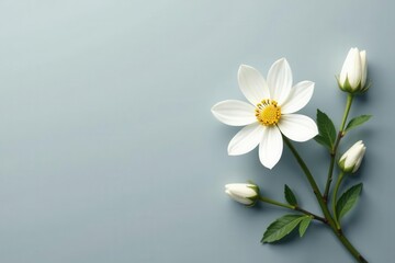 White floral elegance against a muted gray Cool-toned, minimalist aesthetic , serene, wallpaper, botanical