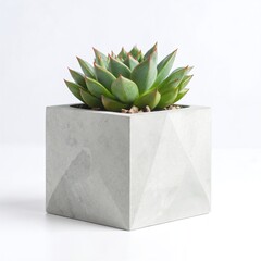 A vibrant green small plant with delicate leaves sits in a textured gray concrete pot, adding a touch of nature to a modern indoor space.