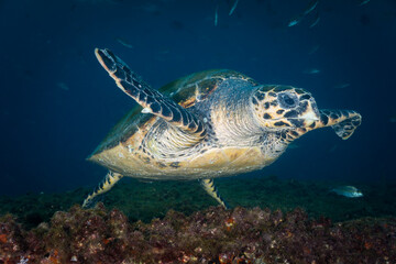 sea turtle swimming
