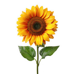 sunflower 3d realistic on white background