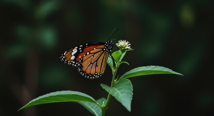 Fototapeta premium A bright orange monarch butterfly with black veins and white spots is resting on a green leafy plant during warm summer weather ,plexippus ,pollen ,nature