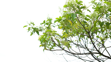 Obraz premium Isolated Tree Branch with Fresh Green Leaves and Small White Flowers on a Pure White Background