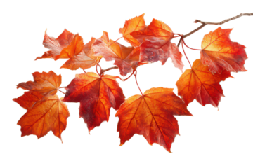 Autumn maple leaves branch with vibrant red orange and yellow colors on black fall, Isolated On Transparent Background, Png Cut Out