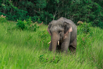 Fototapeta premium Its body is gray, its snout is called the trunk. The trunk of the Asian elephant has only one beak. Nakhon Ratchasima, Thailand.