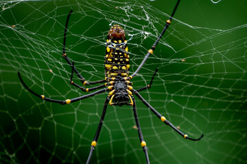 Golden Orb-weaver Spider The head and chest are dark grey-brown with white fur. The belly is long and cylindrical, black with two large yellow stripes running parallel to the center of the belly.