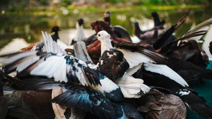 Dynamic Flurry of Pigeons Taking Flight in an Urban or Residential Environment