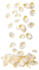 Falling white rose petals isolated on transparent background