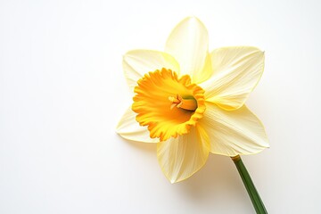 A vibrant yellow daffodil with a bright yellow center and green stem, set against a white background.