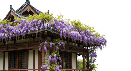 Flowing purple wisteria drapes elegantly over a beautiful traditional wooden building highlighted by bright clean white space. AI Generated