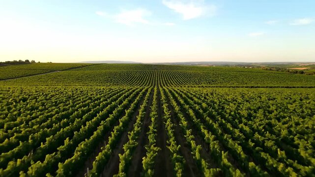 Expansive Green Vineyard Rows Bathed in Golden Hour Sunlight Creating a Natural Pattern with Rolling Hills in the Distance Under a Clear Blue Sky