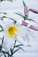 White Lilium regale Flower and Buds in Summer Garden. Chinese Trumpet Lilies