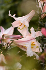 White Lilium regale Flowers and Buds in Summer Garden. Chinese Trumpet Lilies