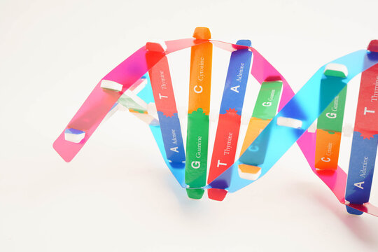 DNA molecule spiral structure model isolated on white background, chromosome and gene chemical science biology.