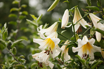 White Lilium regale album Flowers and Buds in Summer Garden. Chinese Trumpet Lilies