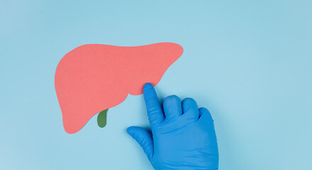 A doctor's hand in a blue glove points to the silhouette of a cardstock liver against a light blue background. Raising awareness about liver donation and the concept of healthy liver function.