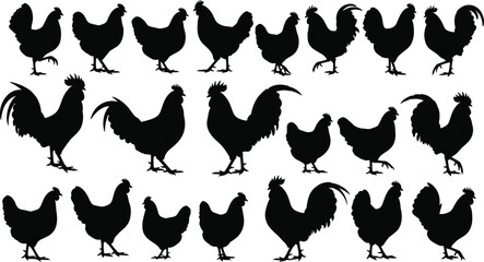 Large collection of chicken and rooster silhouettes in various poses for farm animal vector design, poultry illustration, and graphic artwork.