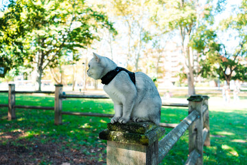Elegant cat perched atop a weathered fence post in a scenic outdoor park.