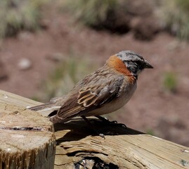 Rufous Colleard Sparrw in the Andes