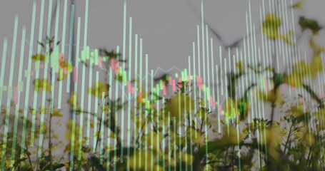 Displaying cluster of yellow wildflowers blending with meadow, with cyan bars and pink-green line