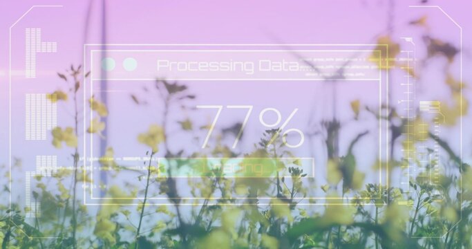 Fototapeta Swaying yellow flower cluster catching pastel light in meadow, with HUD showing 77% processing