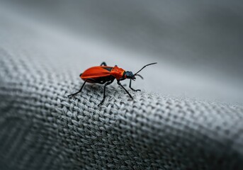 Charming vibrant red insect crawling on faded textured fabric, capturing the delightful aesthetic of nostalgic childhood summer memories ,season ,delightful ,decorative