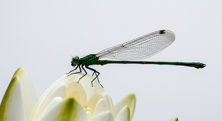 Vibrant green damselfly delicately perches on a pristine white water lily bud with sharp clear detail. AI Generated