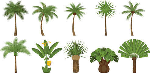 Variety of stylized palm trees isolated on white background, design elements for tropical projects