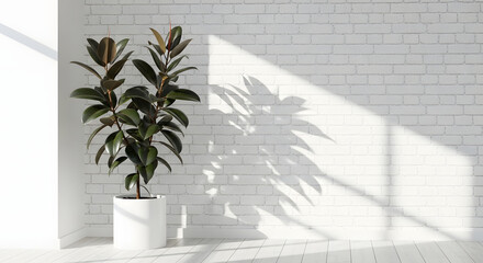 Modern Ficus Plant in Minimalist Room with White Brick Wall Background