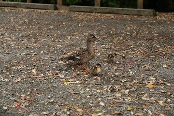 Mother Duck Walking With Ducklings On Leafy Ground