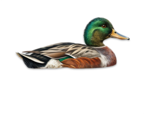 Mallard Duck Profile: A vibrant depiction of a majestic mallard duck in profile. With stunning detail and artistic flair, this image captures the essence of nature's beauty
