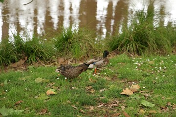 Ducks Foraging Near Water On Grassy Bank With Flowers