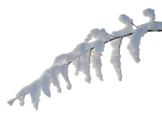 Snow Laden Winter Twig with Subtle Seasonal Accents