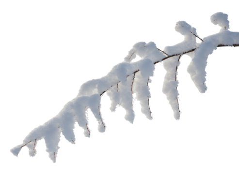 Snow Laden Winter Twig with Subtle Seasonal Accents