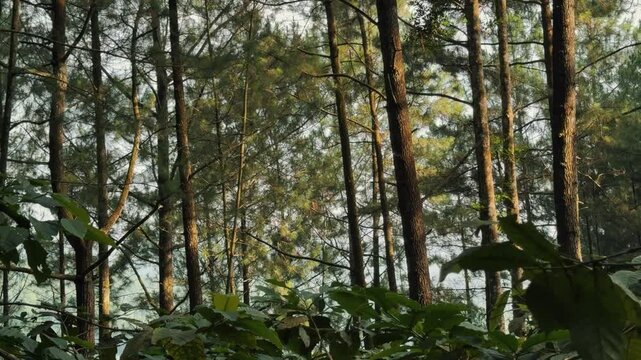 Tall, majestic trees stand in the green forest illuminated by natural sunlight, creating a peaceful and refreshing atmosphere. Best footage for themes of nature, outdoors, and environmental clip.